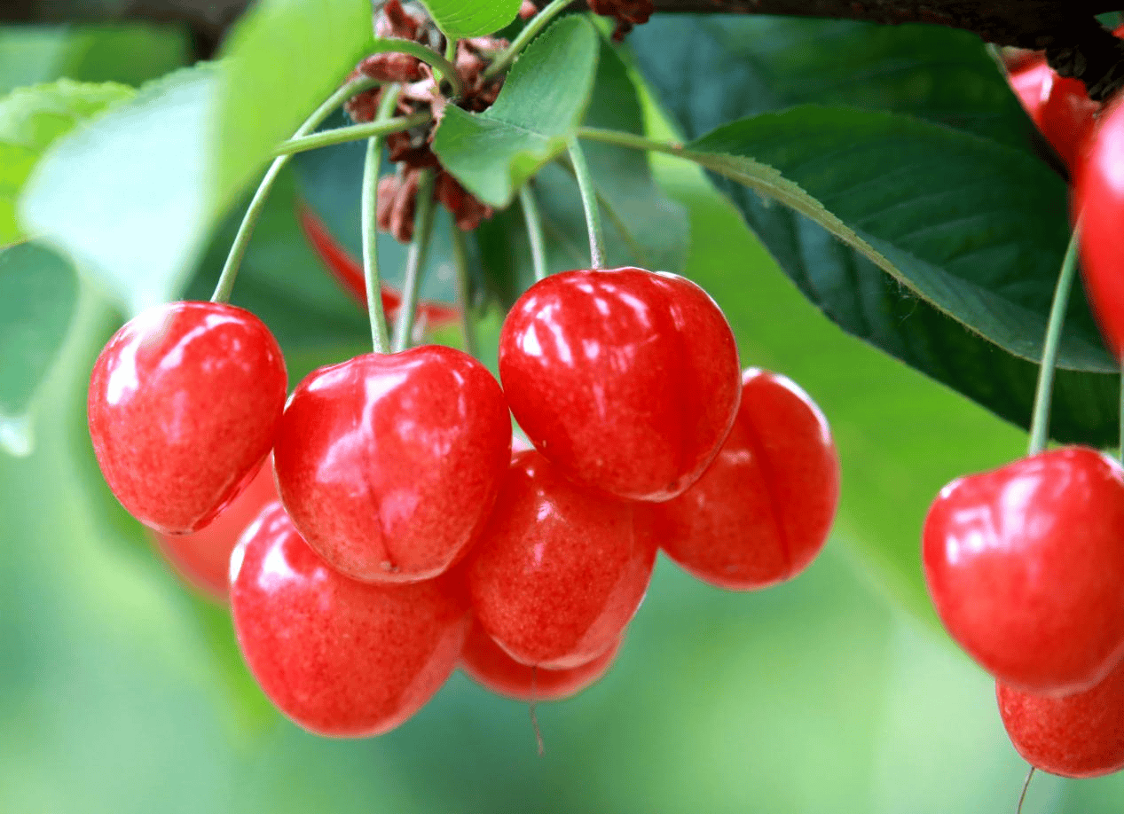 “含糖量”极高<strong></p>
<p>eth币今日价格</strong>!解锁“北方水果公园”山西万荣的甜蜜