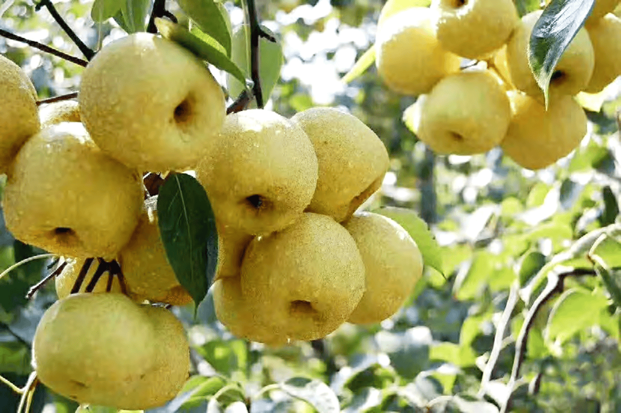 “含糖量”极高<strong></p>
<p>eth币今日价格</strong>!解锁“北方水果公园”山西万荣的甜蜜