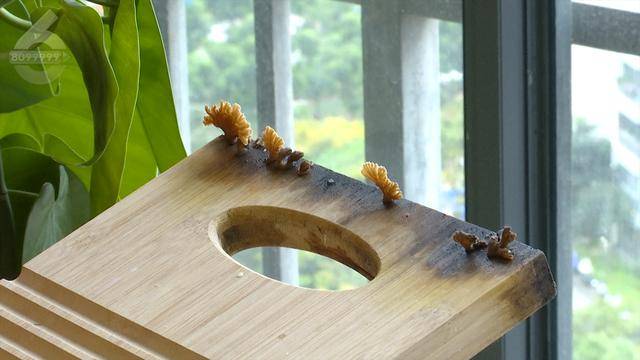 “可以蒸蛋”！昆明一女子家中搓衣板上长菌<strong></p>
<p>利率是货币的价格</strong>，品种竟是……