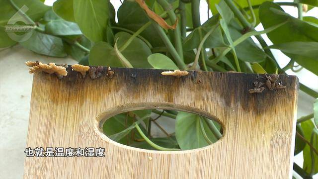 “可以蒸蛋”！昆明一女子家中搓衣板上长菌<strong></p>
<p>利率是货币的价格</strong>，品种竟是……