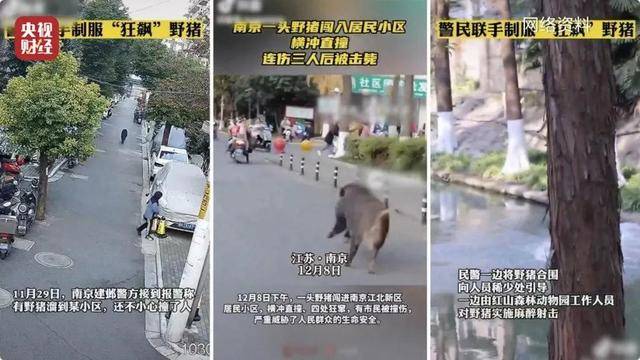 多地频现野猪伤人致害<strong></p>
<p>关于etf套利交易</strong>！为什么不能放开猎捕？记者调查