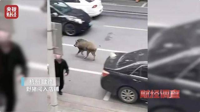 多地频现野猪伤人致害<strong></p>
<p>关于etf套利交易</strong>！为什么不能放开猎捕？记者调查