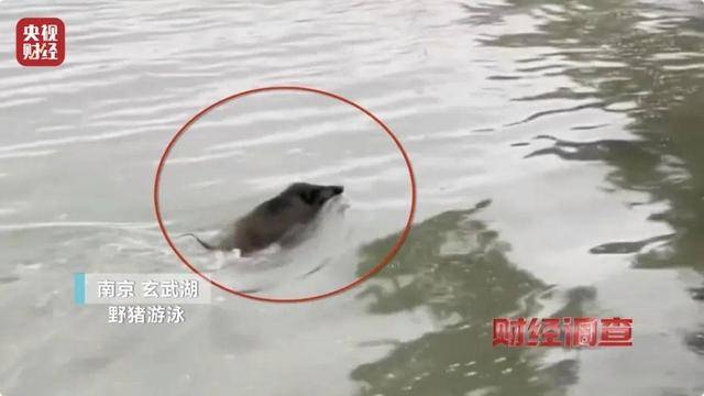 多地频现野猪伤人致害<strong></p>
<p>关于etf套利交易</strong>！为什么不能放开猎捕？记者调查