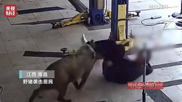 多地频现野猪伤人致害<strong></p>
<p>关于etf套利交易</strong>！为什么不能放开猎捕？记者调查