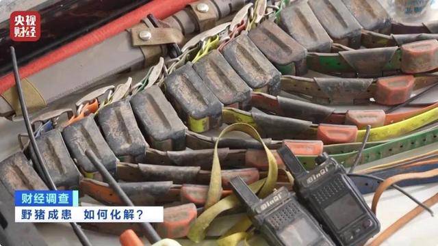 多地频现野猪伤人致害<strong></p>
<p>关于etf套利交易</strong>！为什么不能放开猎捕？记者调查