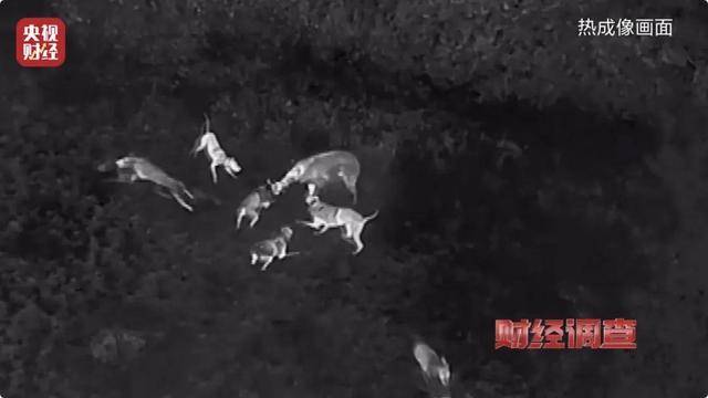 多地频现野猪伤人致害<strong></p>
<p>关于etf套利交易</strong>！为什么不能放开猎捕？记者调查