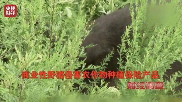 多地频现野猪伤人致害<strong></p>
<p>关于etf套利交易</strong>！为什么不能放开猎捕？记者调查