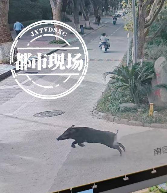 江西一高校惊现野猪<strong></p>
<p>可以交易公信宝的网站</strong>，最后在食堂被成功抓获