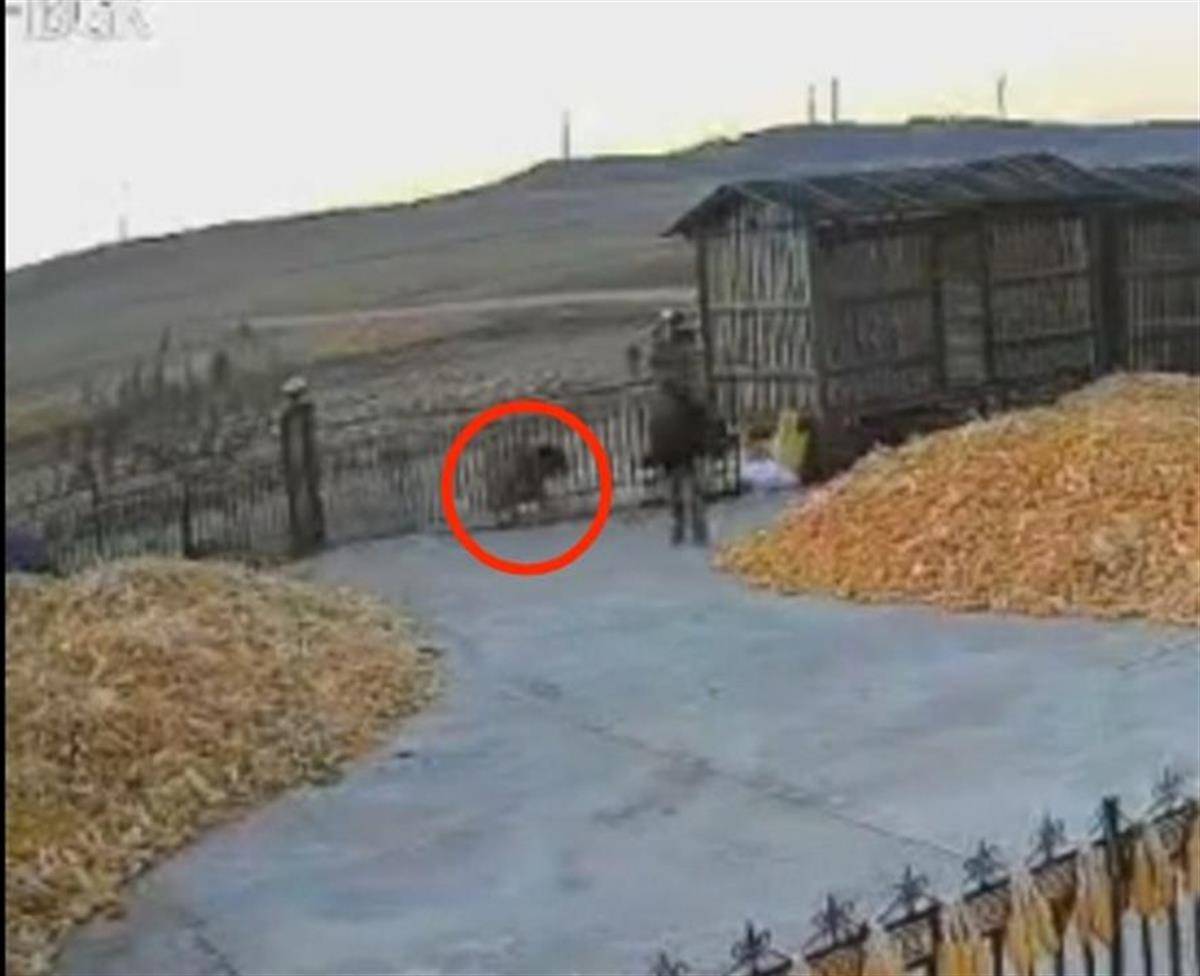 黑龙江一地疑出现老虎进村顶撞农户院门，村民关门躲家中，多部门到场处置