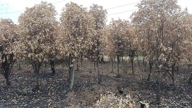 群众近千棵桂花树被烧死<strong></p>
<p>电力现货交易试点</strong>，为何不立案？驻马店回应