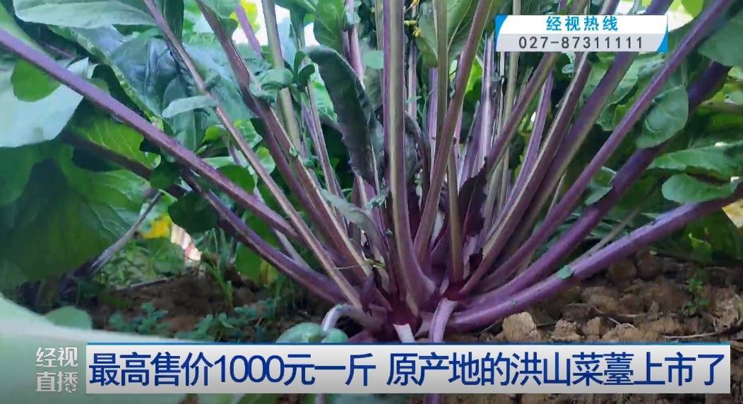 武汉人爱吃!最高1000元一斤<strong></p>
<p>波场币多少钱一个</strong>,供不应求