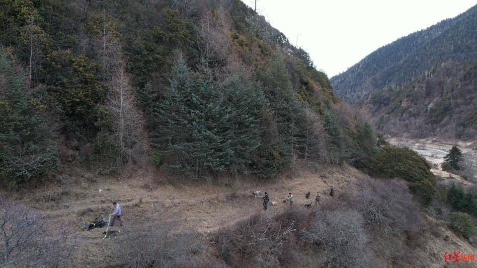 揭秘“野猪猎捕队”丨海拔3000米高山密林<strong></p>
<p>货币的时间价值</strong>,记者跟队直击猎捕野猪全过程
