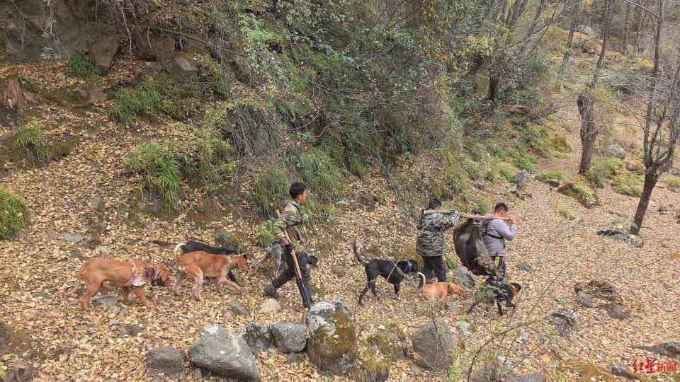 揭秘“野猪猎捕队”丨海拔3000米高山密林<strong></p>
<p>货币的时间价值</strong>,记者跟队直击猎捕野猪全过程
