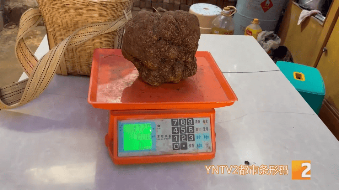 昆明一村民挖到1.7公斤超大松露<strong></p>
<p>货币的时间价值</strong>!“看都看不够”