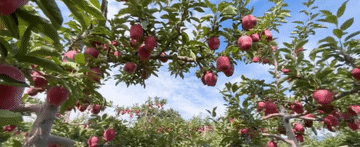 2024<strong></p>
<p>高频炒币工具推荐</strong>,总书记同人民在一起|强农助振兴