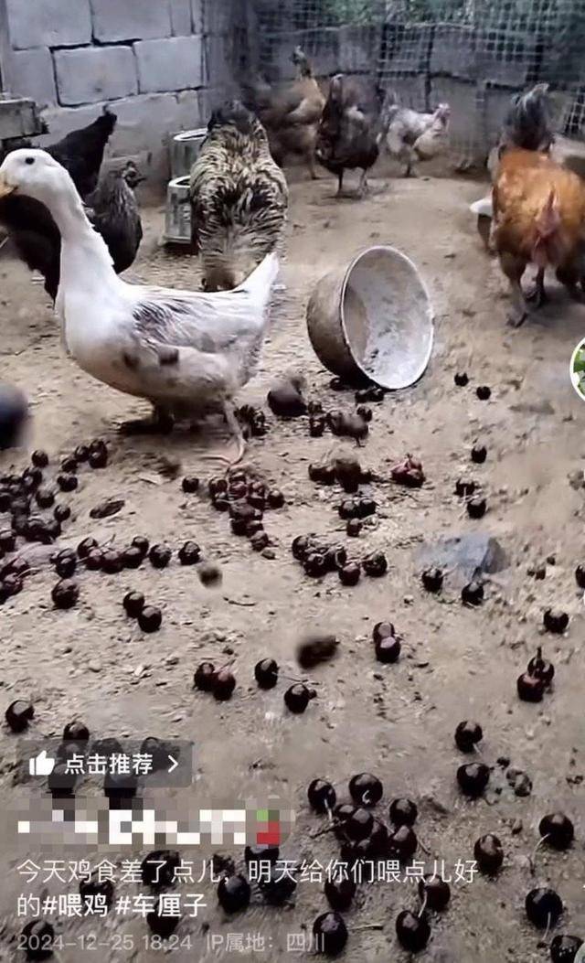 车厘子喂鸡惹争议 四川汉源果农回应:旧视频<strong></p>
<p>binance查询币价</strong>,喂鸡的是“次果”