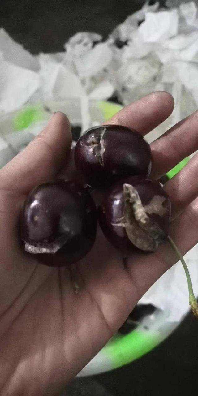 车厘子喂鸡惹争议 四川汉源果农回应:旧视频<strong></p>
<p>binance查询币价</strong>,喂鸡的是“次果”