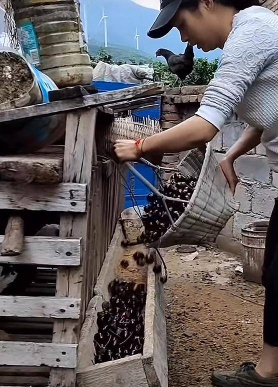 车厘子喂鸡惹争议 四川汉源果农回应:旧视频<strong></p>
<p>binance查询币价</strong>,喂鸡的是“次果”