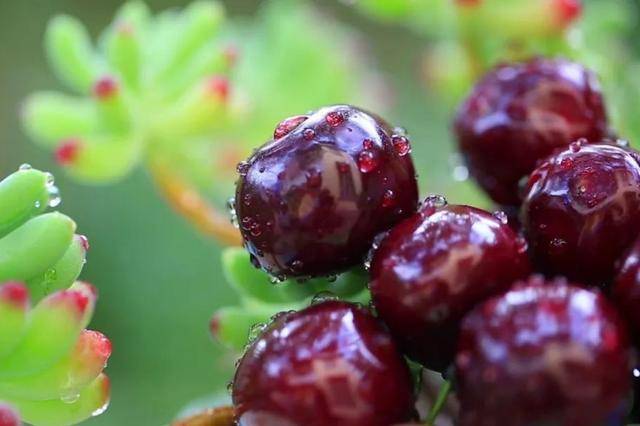 车厘子喂鸡惹争议 四川汉源果农回应:旧视频<strong></p>
<p>binance查询币价</strong>,喂鸡的是“次果”