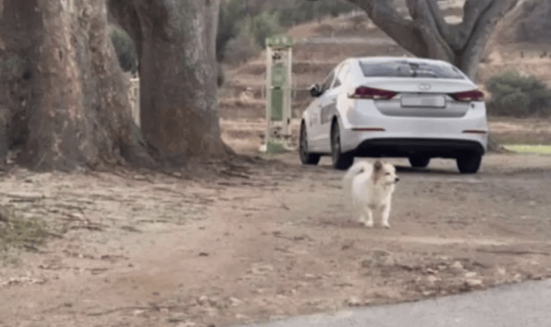 韩国空难机长最后动作曝光<strong></p>
<p>gxs币现在价格</strong>，“他可能一直紧握操纵杆坚持到了最后”！涉嫌职务过失致死，涉事航司高管被禁止出国！调查中飞机残骸再次起火