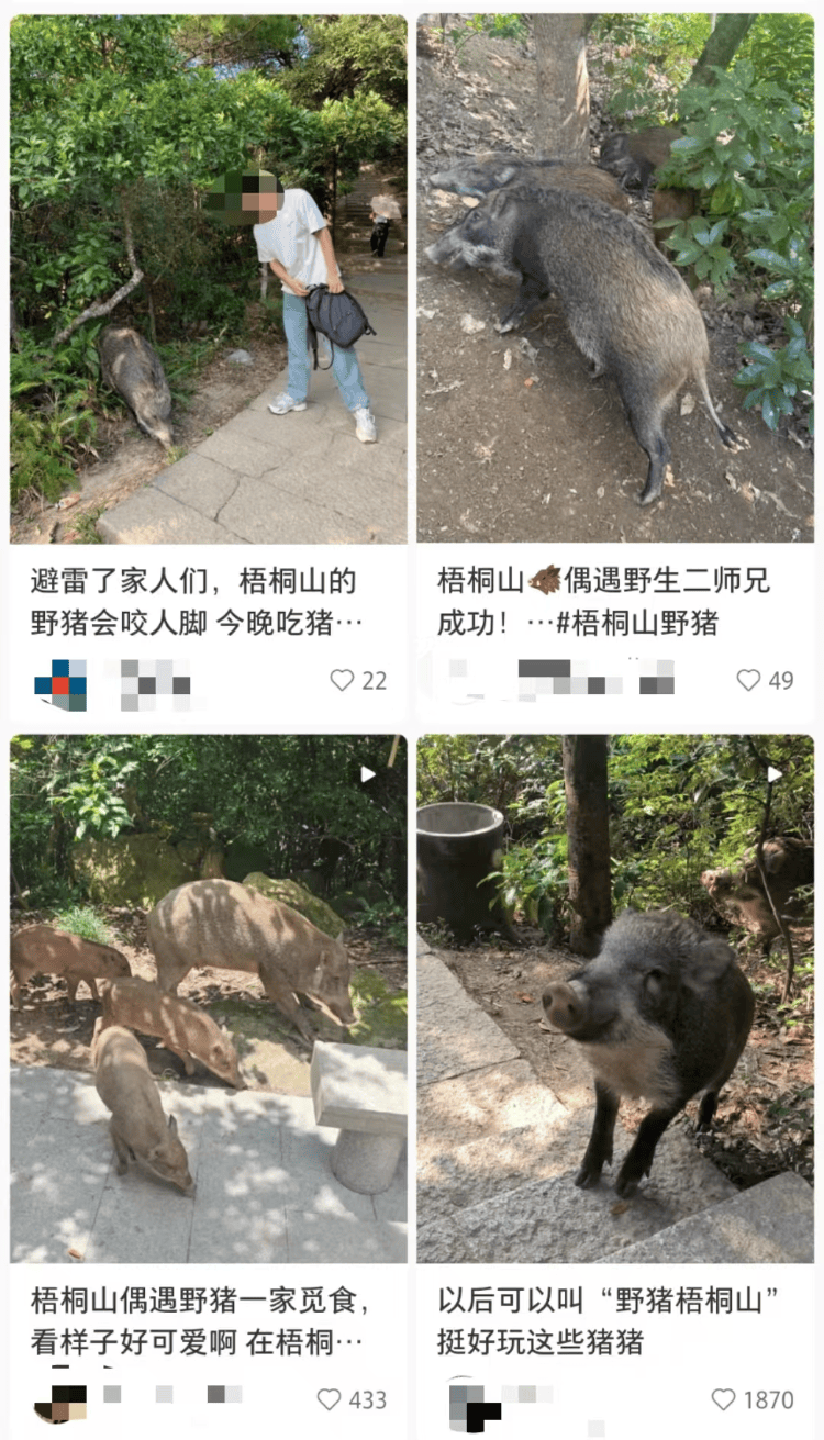 深圳梧桐山网红野猪下崽？市民拍到“一家人整整齐齐”<strong></p>
<p>债券交易业务包括</strong>，管理处：天天都有人投喂