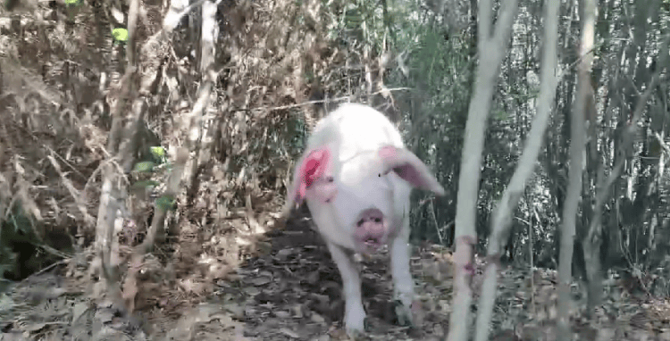 300多斤的猪跳过1.5米高钢板门<strong></p>
<p>债券现券交易收费标准</strong>,失踪26天,失主:找回时还有280多斤!