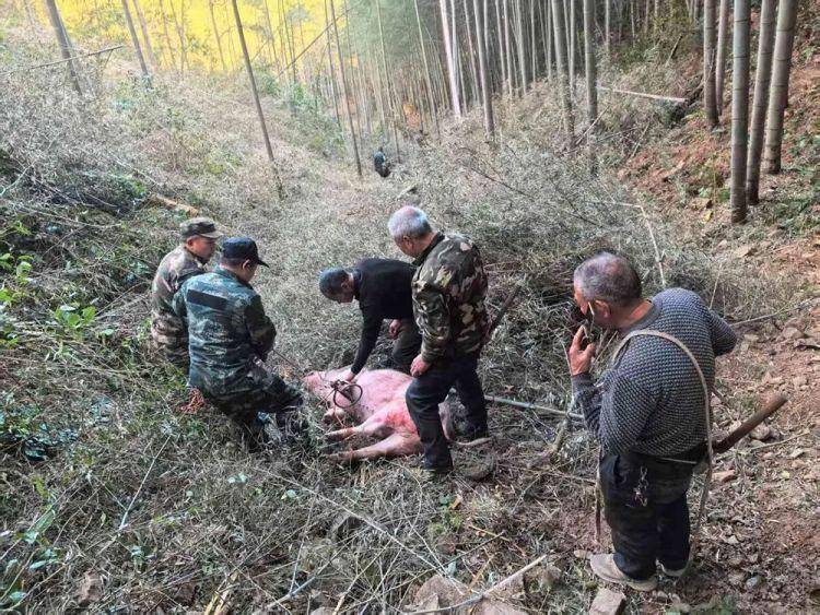 300多斤的猪跳过1.5米高钢板门<strong></p>
<p>债券现券交易收费标准</strong>,失踪26天,失主:找回时还有280多斤!