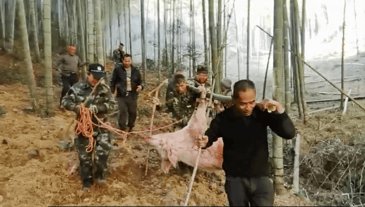 300多斤的猪跳过1.5米高钢板门<strong></p>
<p>债券现券交易收费标准</strong>,失踪26天,失主:找回时还有280多斤!