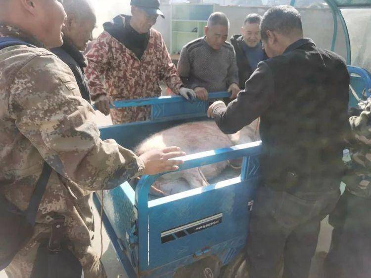 300多斤的猪跳过1.5米高钢板门<strong></p>
<p>债券现券交易收费标准</strong>,失踪26天,失主:找回时还有280多斤!