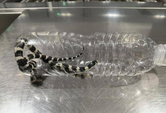 毛骨悚然<strong></p>
<p>国际原油最新价格价格</strong>，口袋内突然探出蛇头，杭州机场一女孩携带活蛇过安检