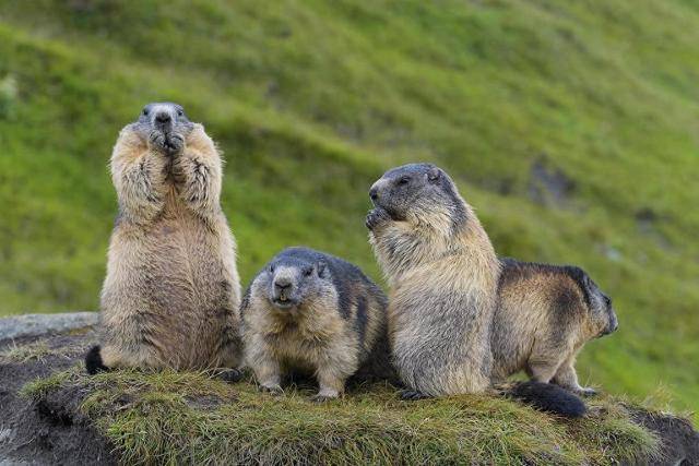 别逗土拨鼠<strong></p>
<p>原油与黄金</strong>!国家卫健委提醒别和土拨鼠亲密接触