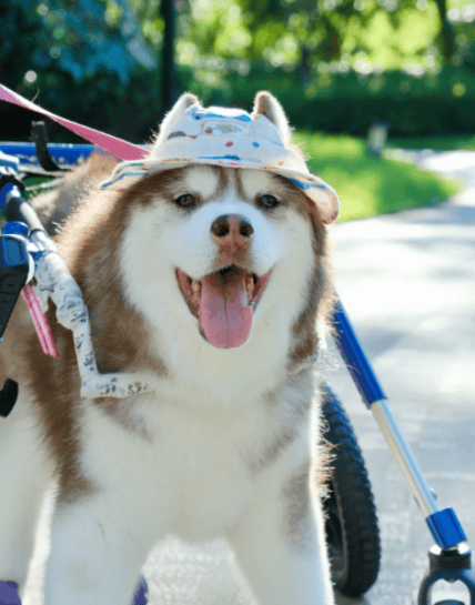 3000万只宠物的养老<strong></p>
<p>wti美国原油</strong>,难倒了年轻人