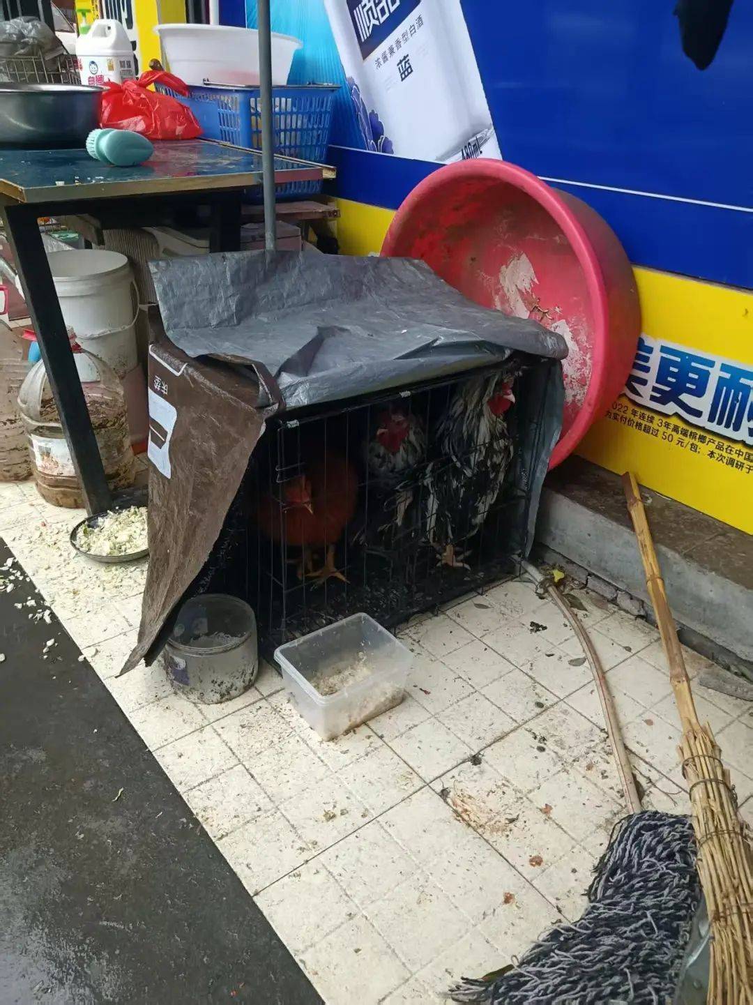 凌晨打鸣到天亮!长沙一小区超市养4只公鸡邻居难入睡<strong></p>
<p>原油期货一手</strong>,回应:尽快吃掉