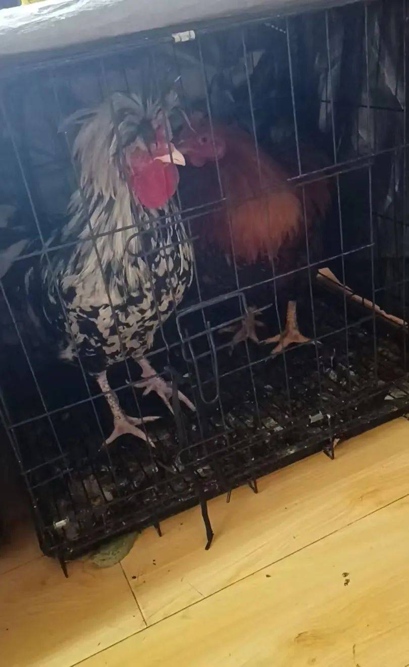 凌晨打鸣到天亮!长沙一小区超市养4只公鸡邻居难入睡<strong></p>
<p>原油期货一手</strong>,回应:尽快吃掉