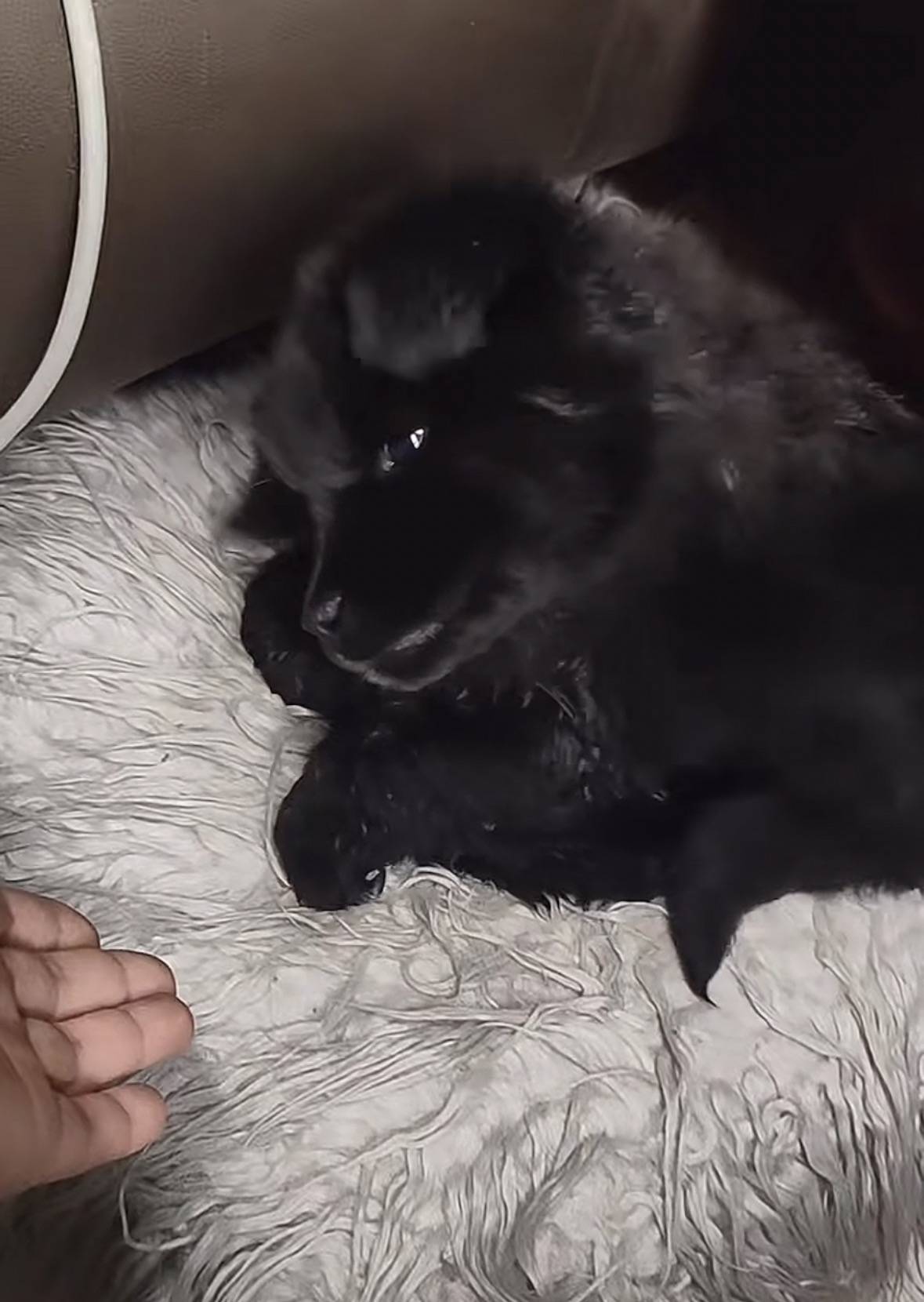 重庆男子在理塘旅游送当地小孩零食<strong></p>
<p>原油期货一手</strong>，反被赠三只藏獒，“他们把我当做很好的客人”