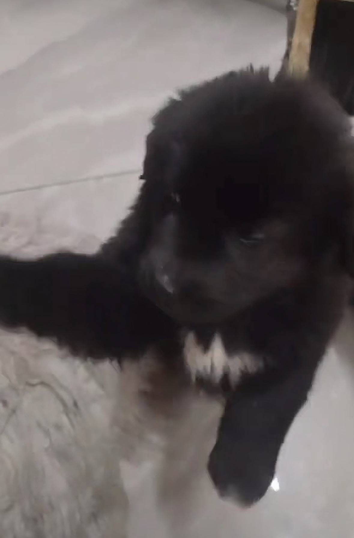 重庆男子在理塘旅游送当地小孩零食<strong></p>
<p>原油期货一手</strong>，反被赠三只藏獒，“他们把我当做很好的客人”