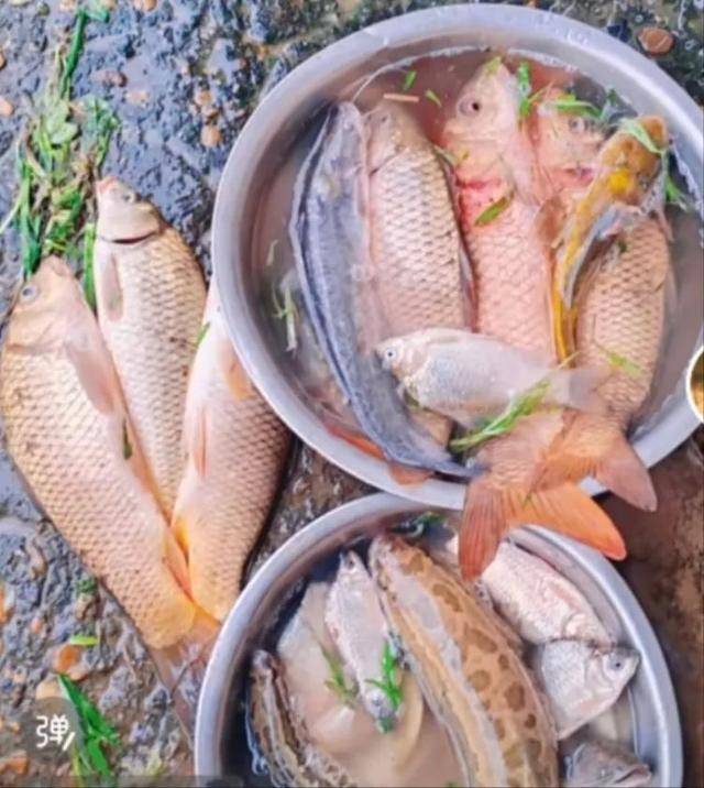 鄱阳湖退水大量鱼搁浅<strong></p>
<p>中国原油消耗</strong>,附近村民提盆捡鱼,渔政:不建议捡,禁止买卖