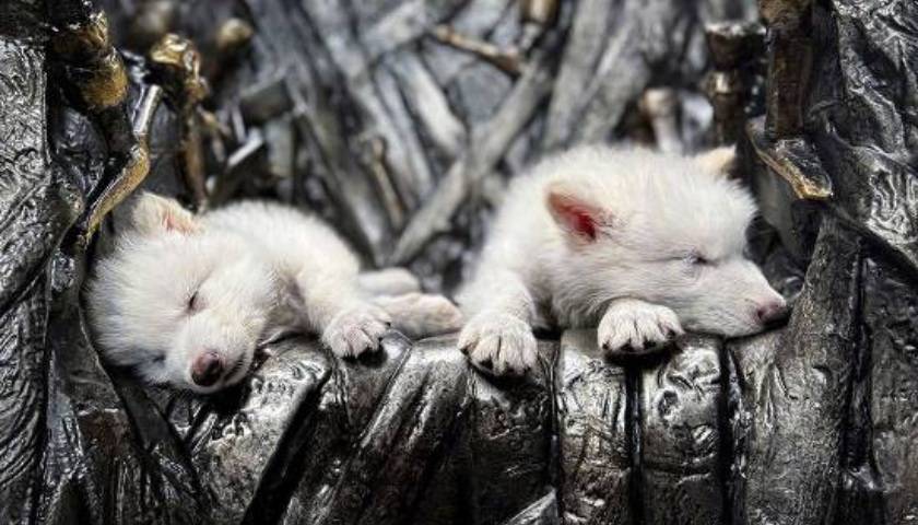 《权力的游戏》中的冰原狼被这家公司复活<strong></p>
<p>原油技术分析</strong>，马斯克发帖关注