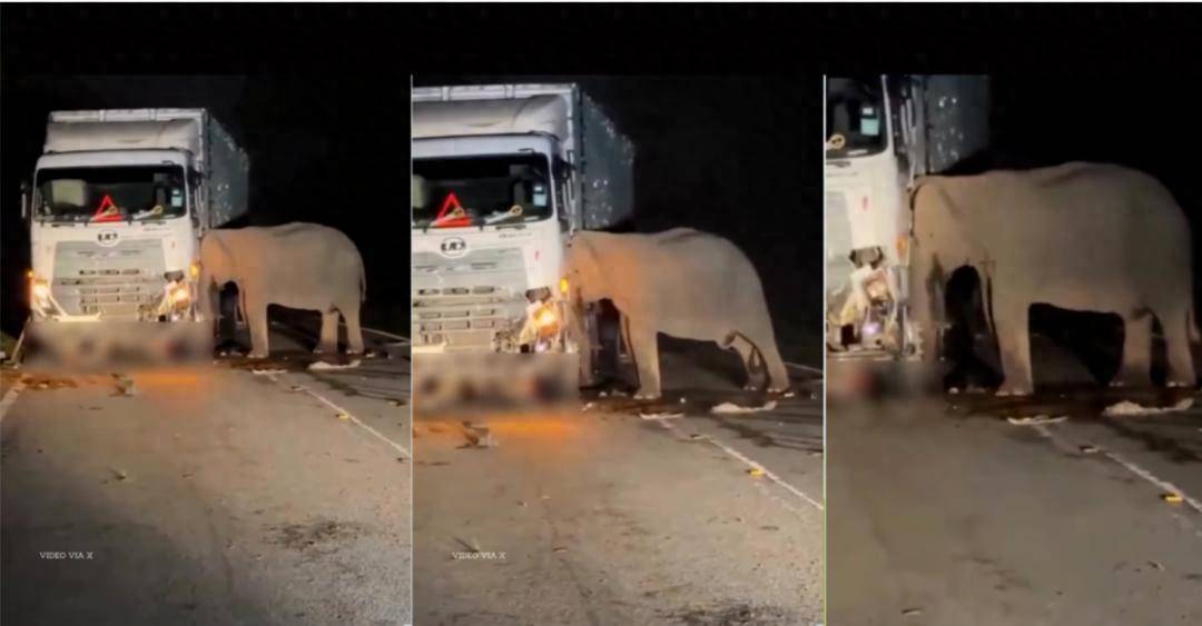 5岁小象凌晨被撞身亡<strong></p>
<p>原油储量排名</strong>,母象悲愤交加头抵卡车7小时守到天亮!