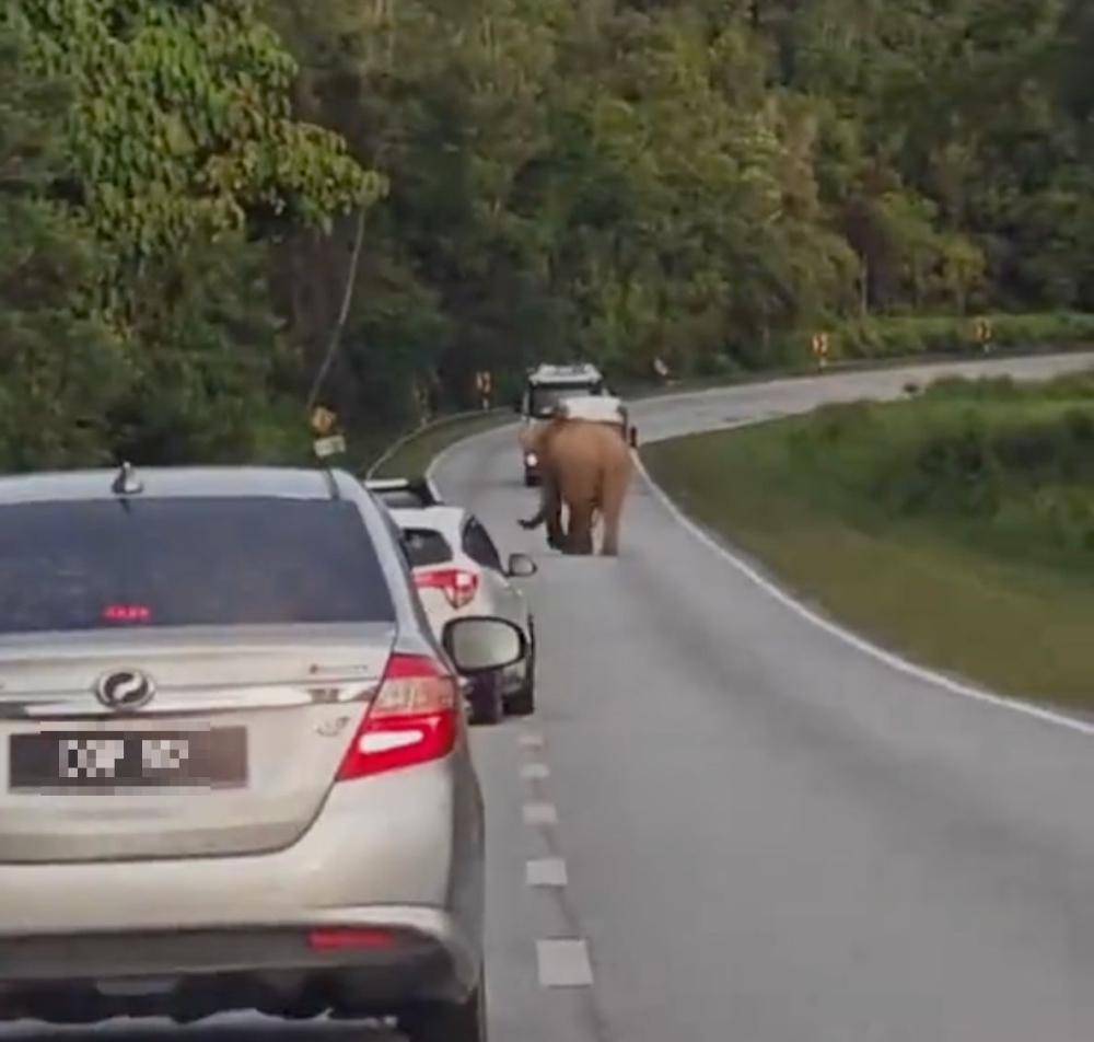 5岁小象凌晨被撞身亡<strong></p>
<p>原油储量排名</strong>,母象悲愤交加头抵卡车7小时守到天亮!