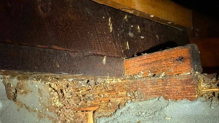 紧急提醒：瞬间爆发！上海市民崩溃：密密麻麻<strong></p>
<p>中石化中原油田</strong>，蠕蠕爬行...“梧桐区”已开始战斗，白蚁或提前分飞