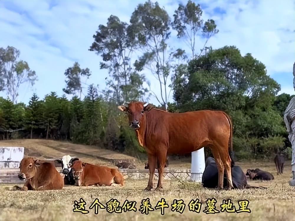 全国重点文保单位施琅墓被曝成“放牛场”<strong></p>
<p>ine原油</strong>?福建惠安官方回应