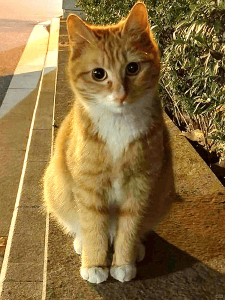 南京大学校庆日“校猫”被钢珠打碎头骨？校保卫处：看了一夜监控<strong></p>
<p>原油片</strong>，暂未锁定嫌疑人