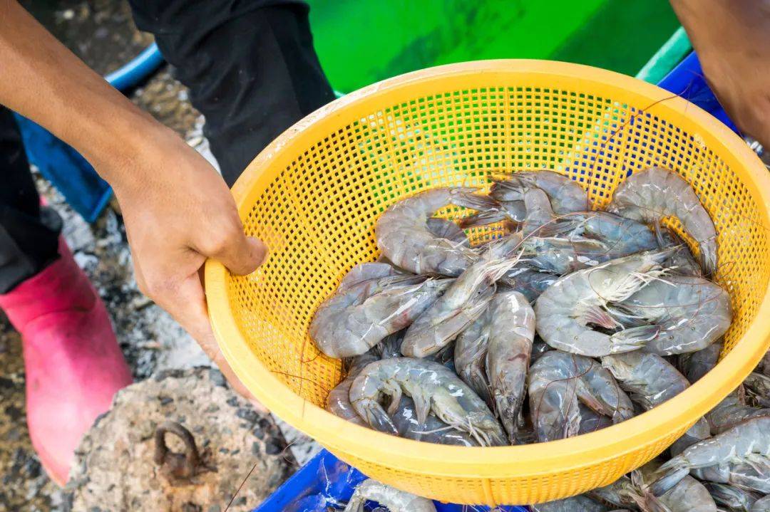 养殖虾都是吃抗生素、激素长大的<strong></p>
<p>原油片</strong>,真的不建议吃?