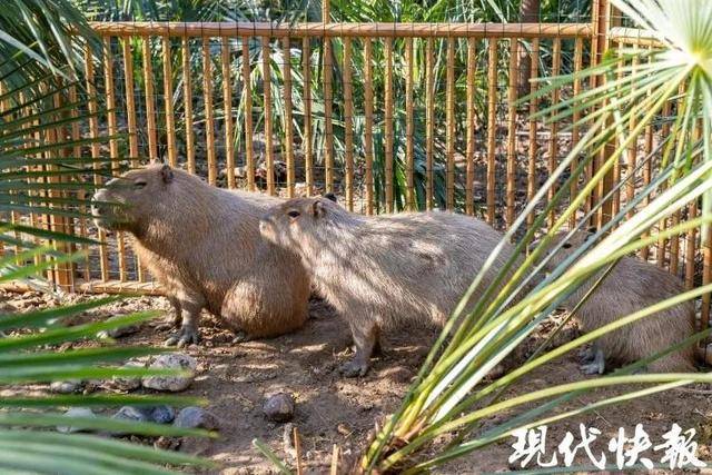 越狱50多天<strong></p>
<p>原油凝点</strong>,江苏出逃的卡皮巴拉现身!园区:藏身地暂时保密