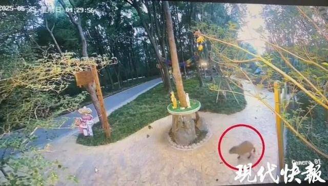 越狱50多天<strong></p>
<p>原油凝点</strong>,江苏出逃的卡皮巴拉现身!园区:藏身地暂时保密