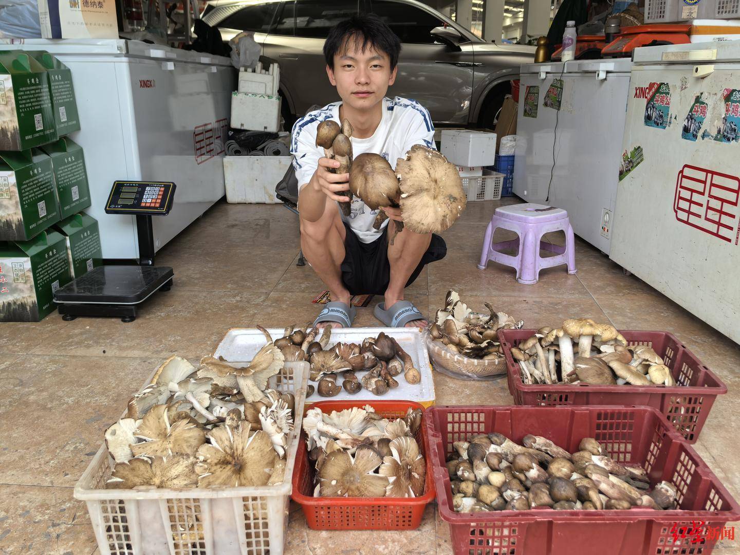 “天价”鸡枞调查:最贵卖到1800元/公斤!雨水少致产量低<strong></p>
<p>原油期货怎么样</strong>,多地价高客少