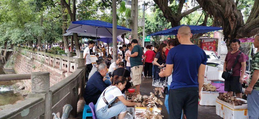 “天价”鸡枞调查:最贵卖到1800元/公斤!雨水少致产量低<strong></p>
<p>原油期货怎么样</strong>,多地价高客少