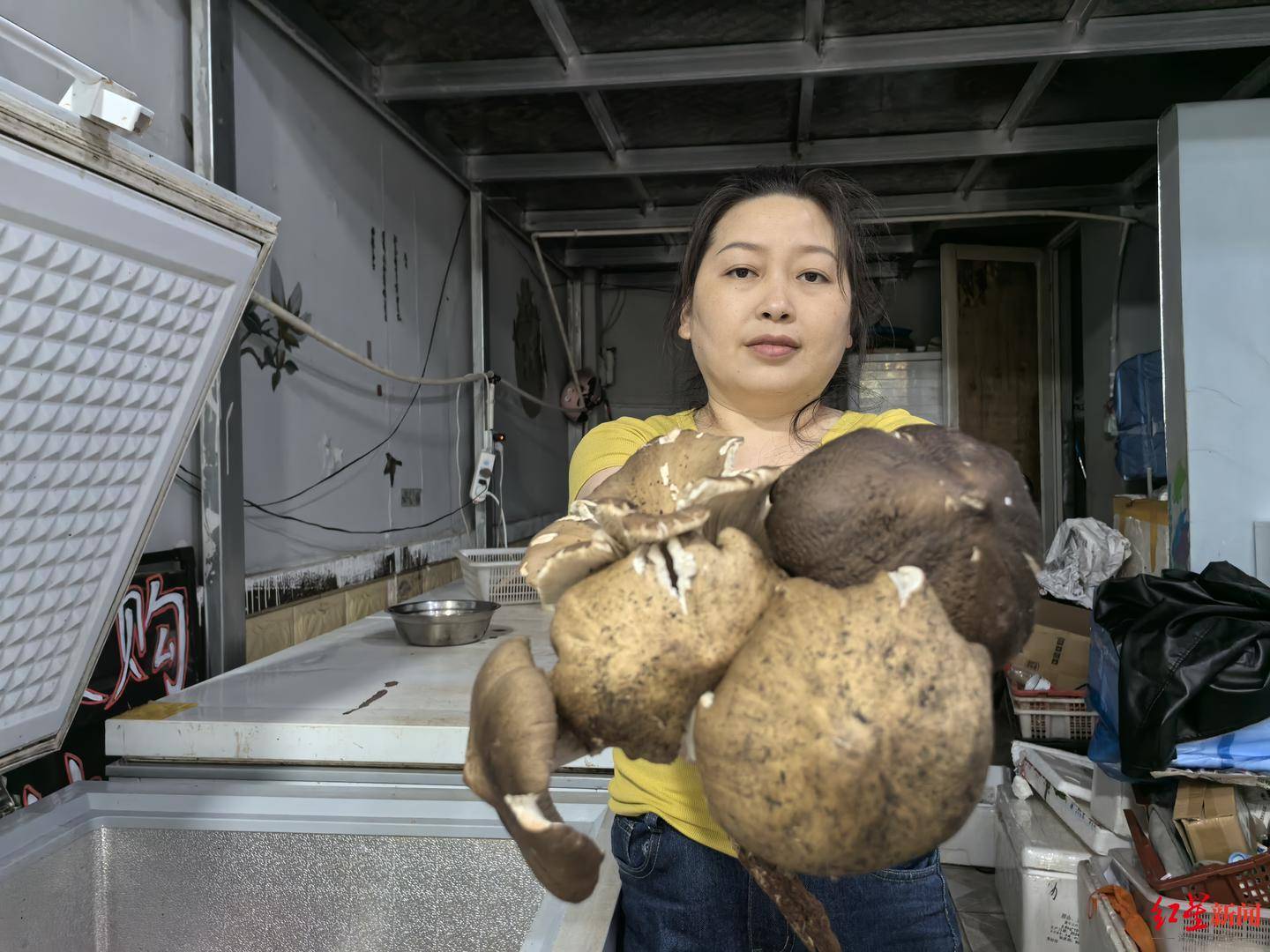 “天价”鸡枞调查:最贵卖到1800元/公斤!雨水少致产量低<strong></p>
<p>原油期货怎么样</strong>,多地价高客少