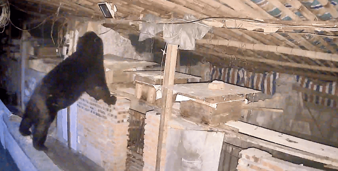 熟练得让人惊讶!四川一黑熊连续3年进村偷蜂蜜<strong></p>
<p>原油期货怎么样</strong>,藏哪都找得到